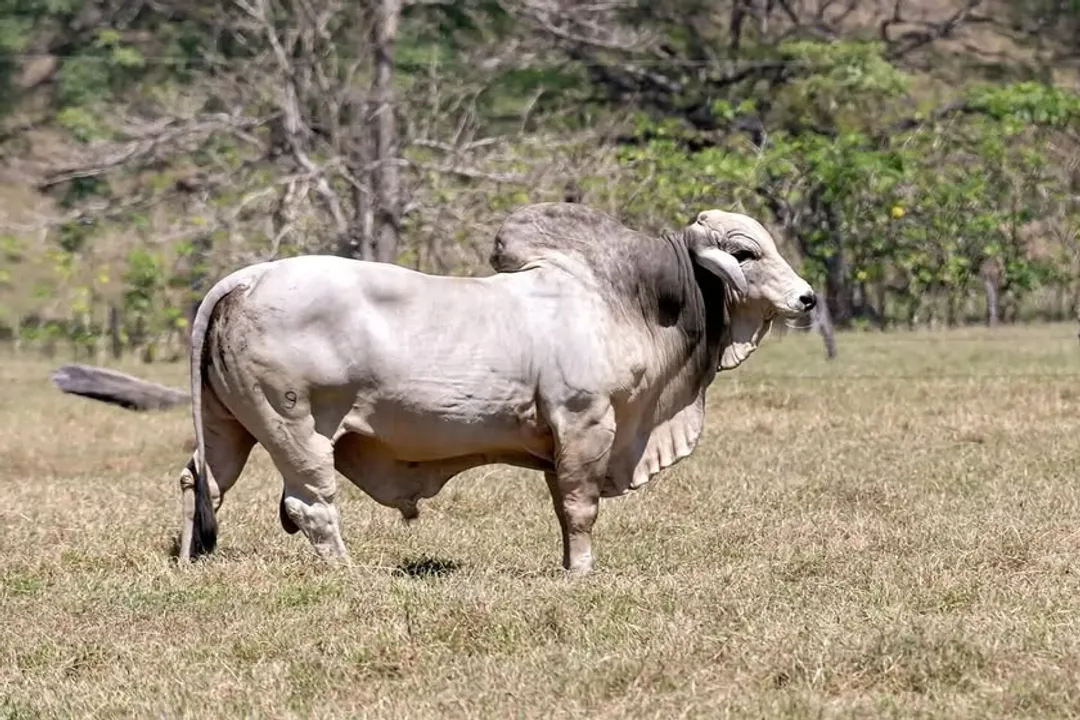 Zebu Physical Characteristics, Head Shape
