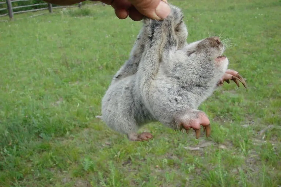 Zokor Facts, Classification Status