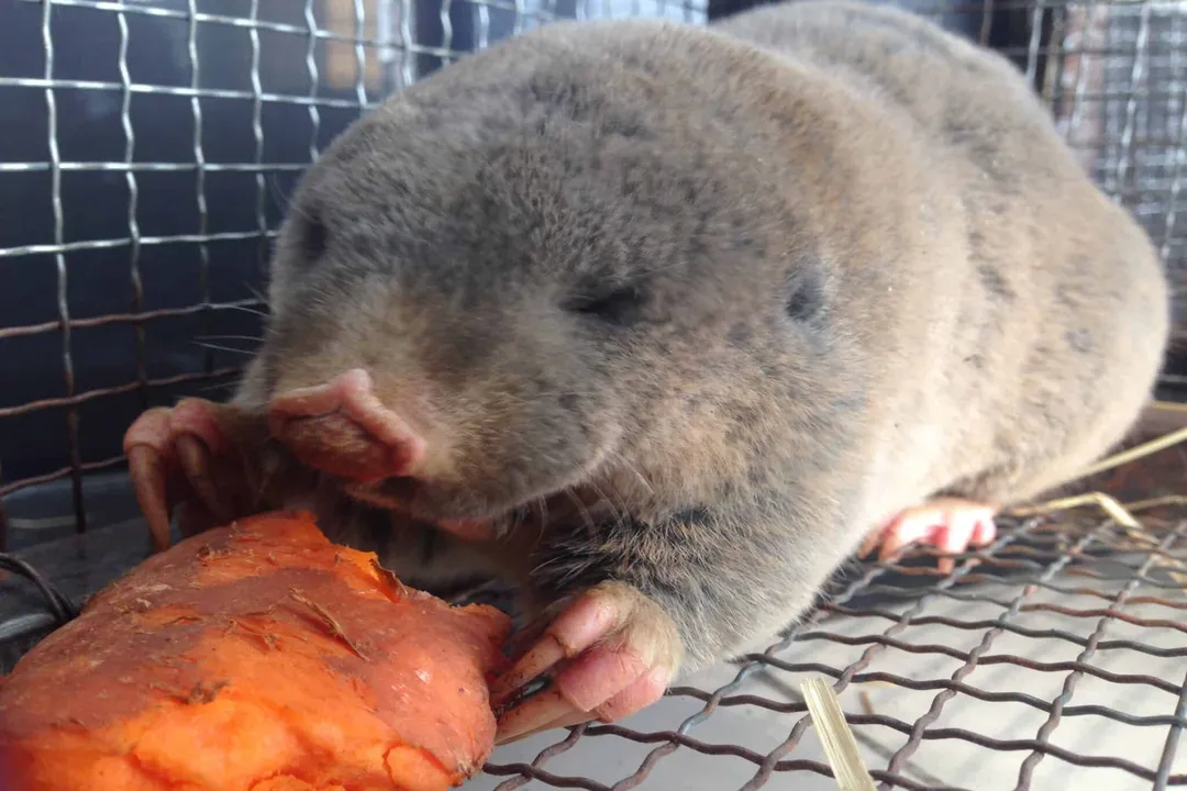 Zokor Locations, Animal Distribution