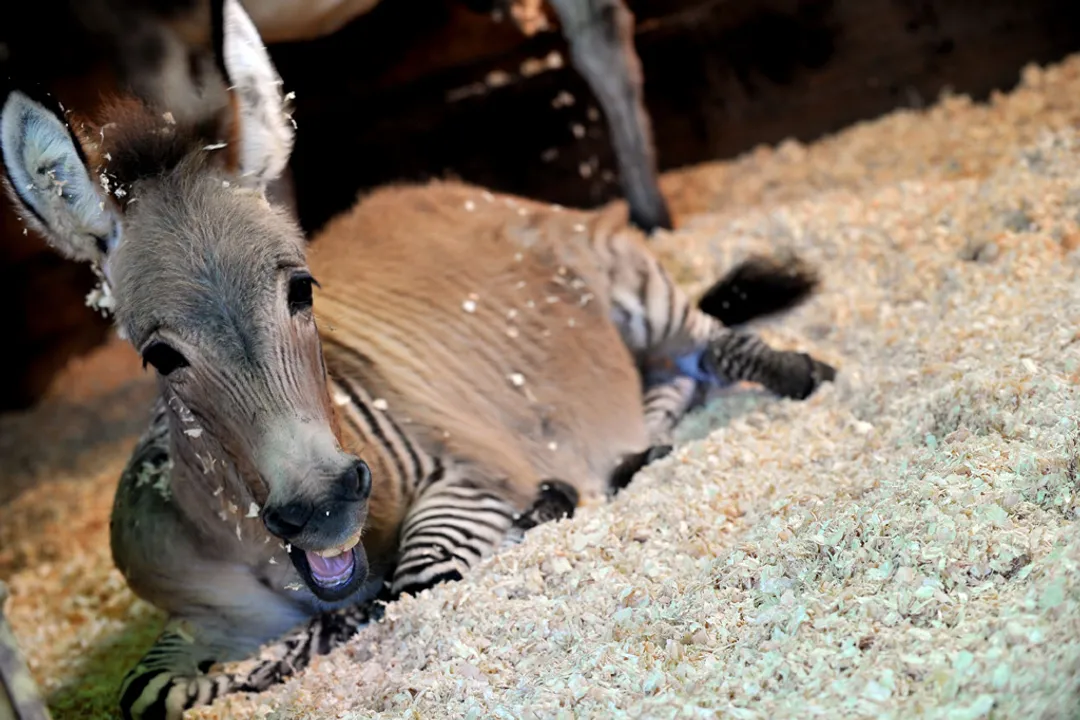 Zonkey Diet, Appearance Traits