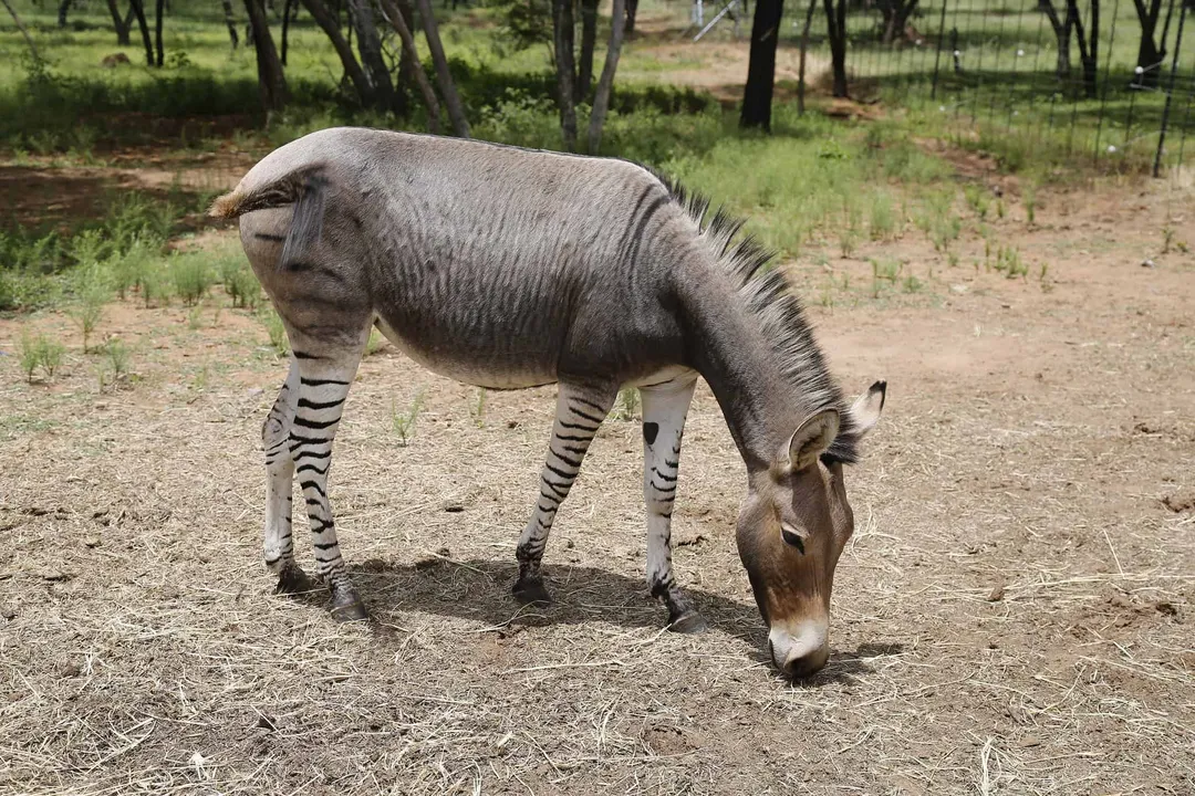 Zonkey Diet, Maintenance Needs