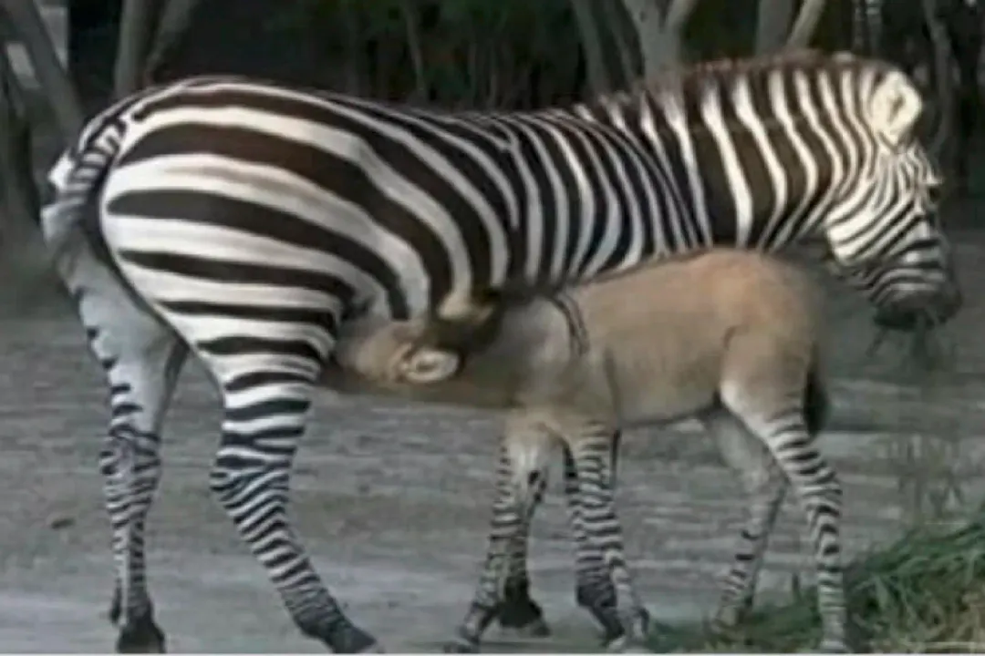 Zonkey Evolution, Hybrid Parentage