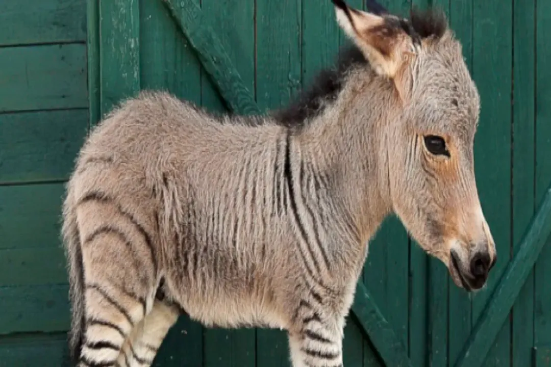 Zonkey Evolution, Physical Characteristics