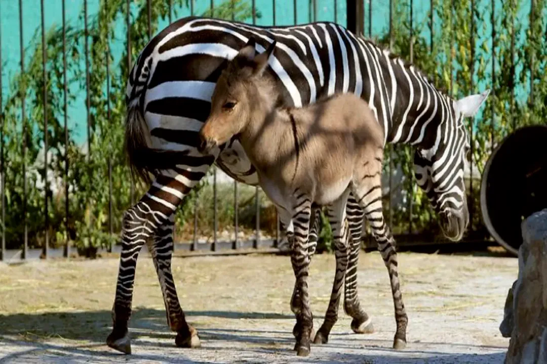Zonkey Evolution