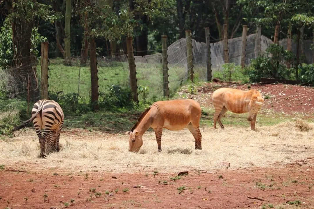 Zonkey Facts, Physical Traits