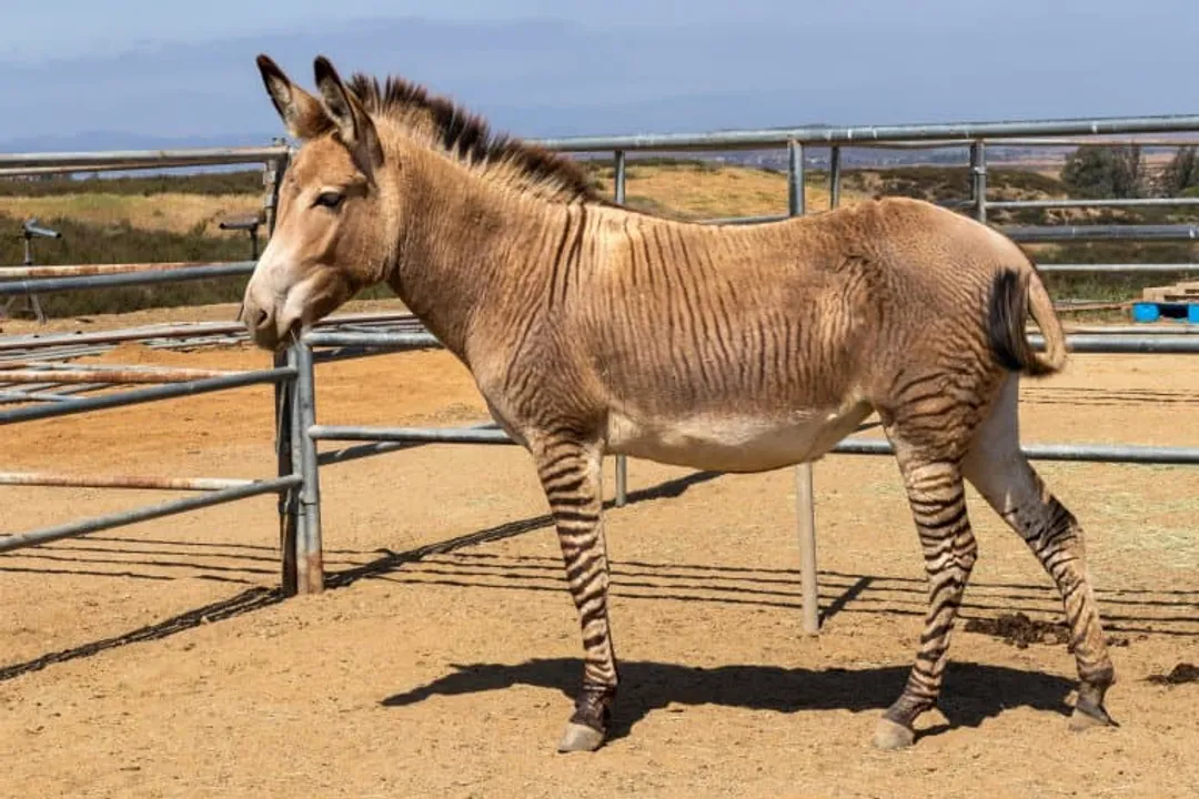 Zonkey Physical Characteristics