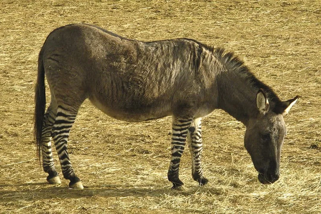 Zonkey Physical Characteristics, Coat Patterning