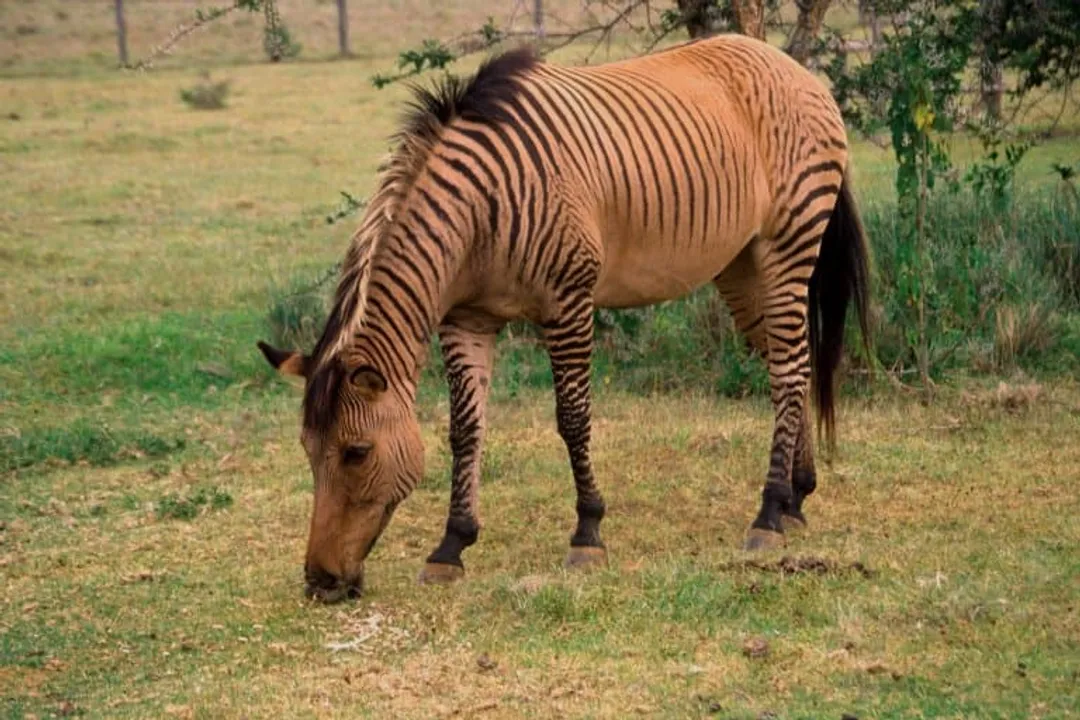 Zonkey Scientific Classification, Physical Traits