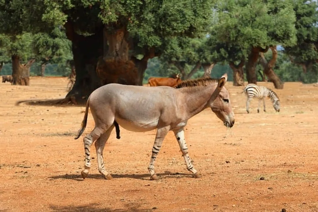 Zorse Diet, Feeding Management