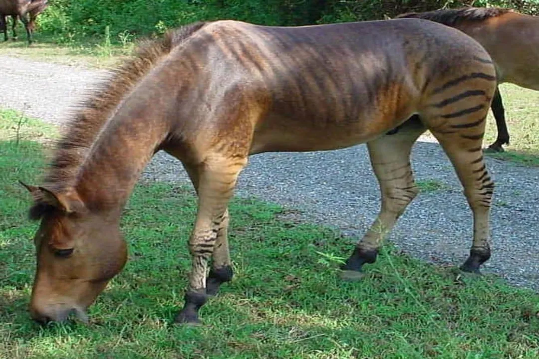 Zorse Locations, Real World Scarcity