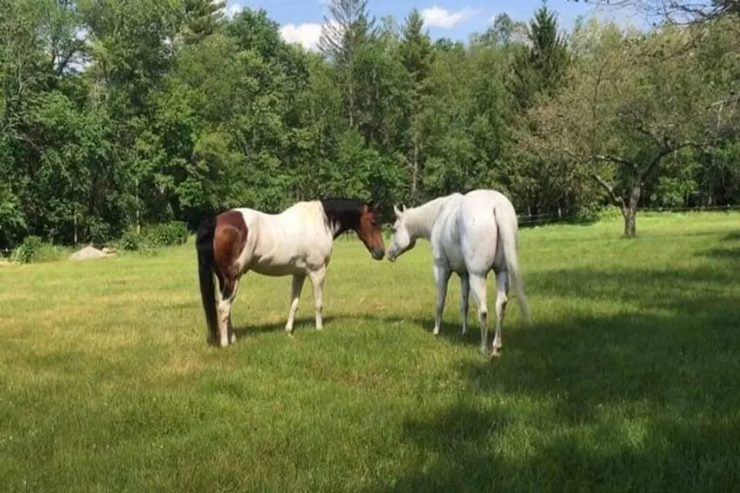 Zorse Locations, Zebra Crosses