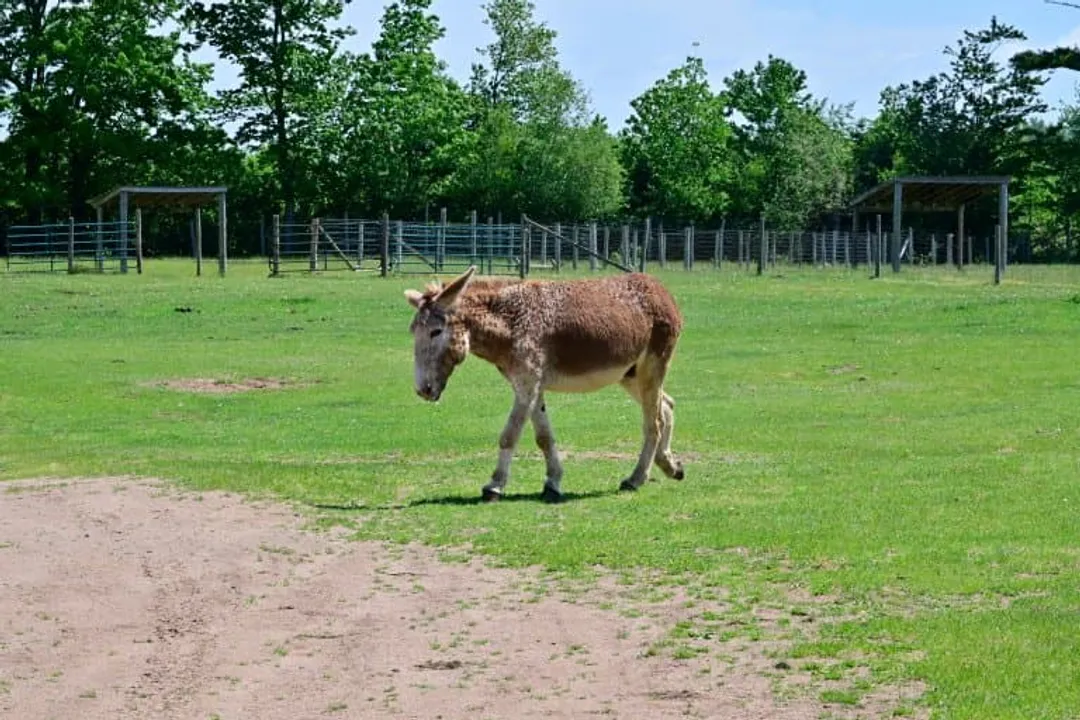 Zorse Scientific Classification, Chromosomal Mismatch