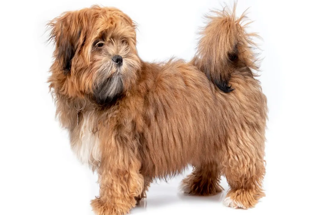 Zuchon Facts, Parentage Defined