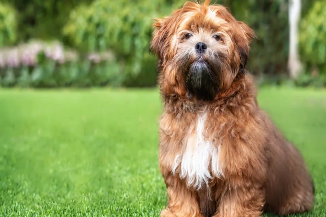 Zuchon Locations, Northeast Hotspots