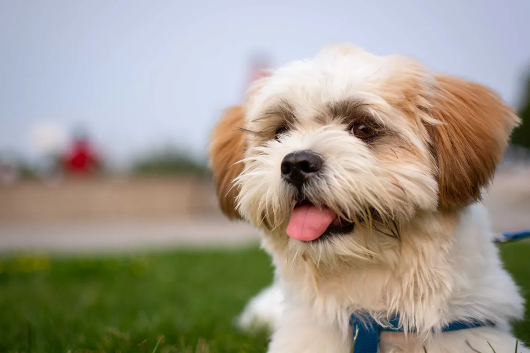 Zuchon Physical Characteristics