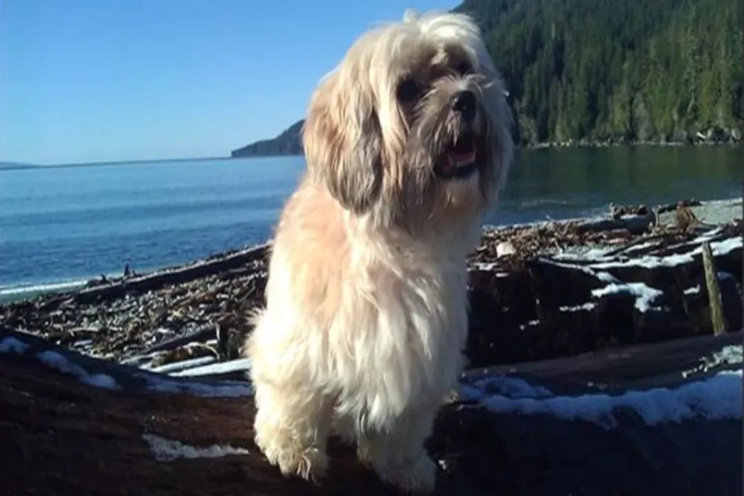 Zuchon Physical Characteristics, Coat Texture