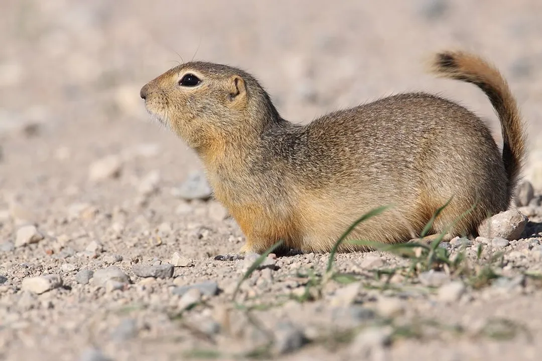 Are Uinta ground squirrels endangered?, Global Security