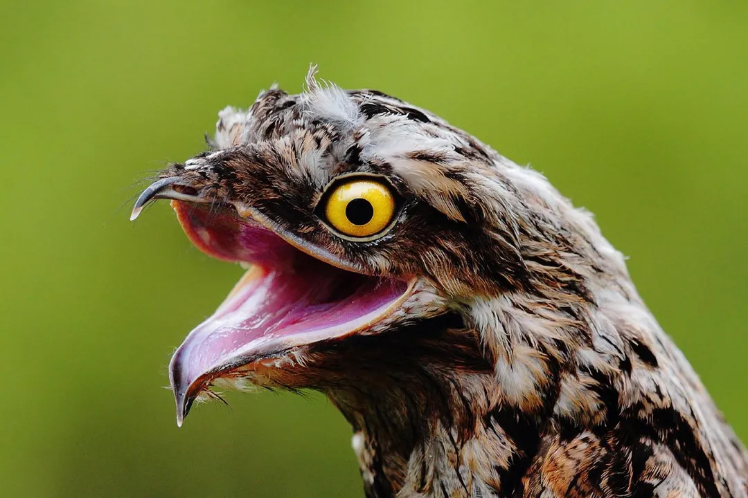 What are the characteristics of potoos?, Vision Features