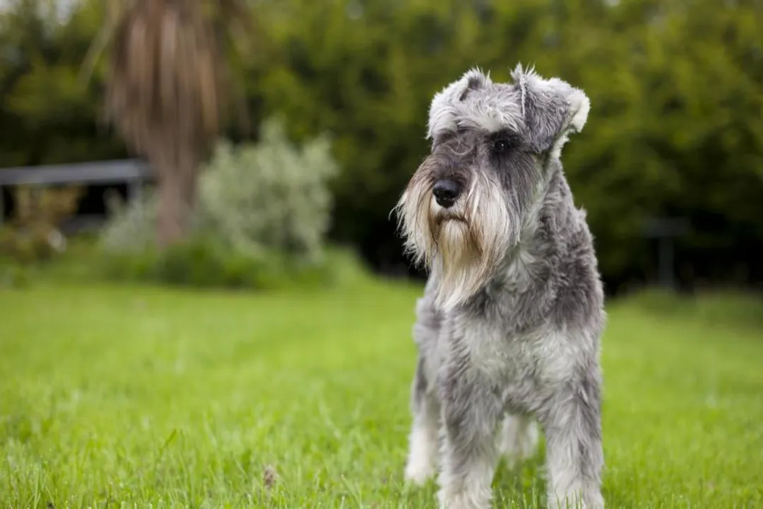 What foods can Schnauzers not eat?