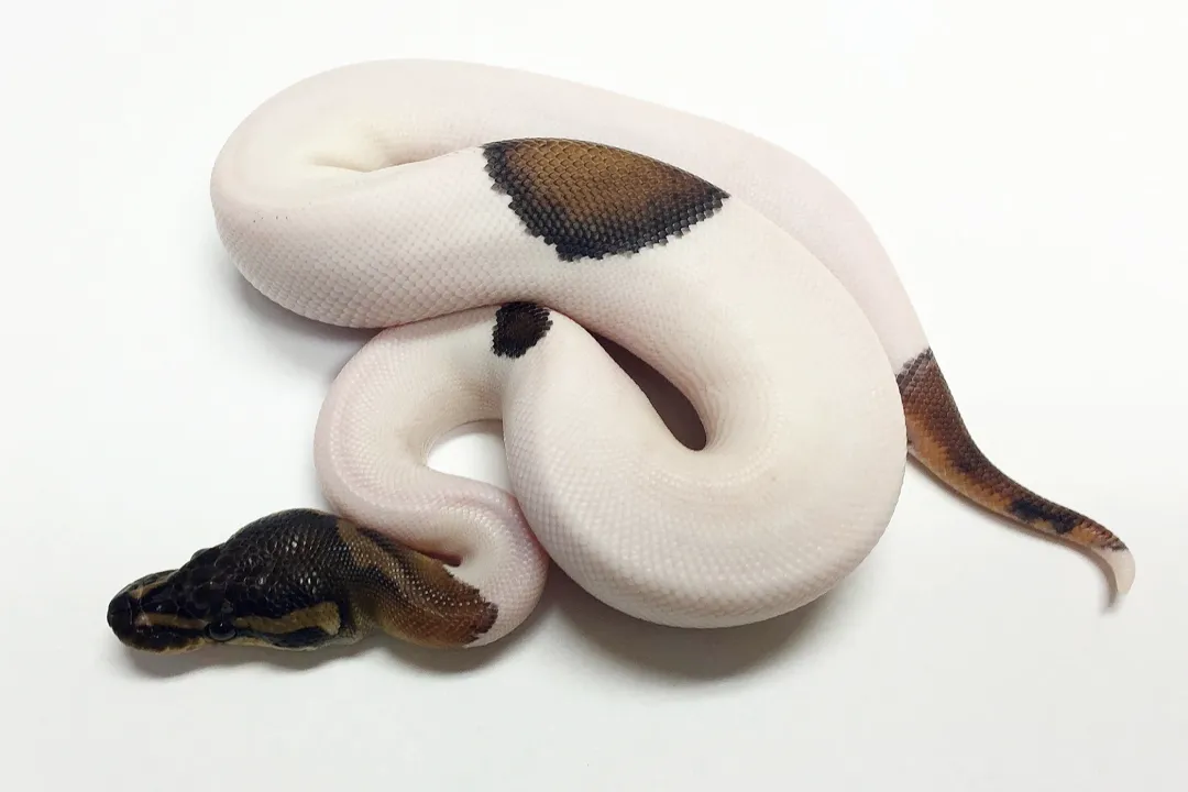 What morphs make a panda pied ball in python?