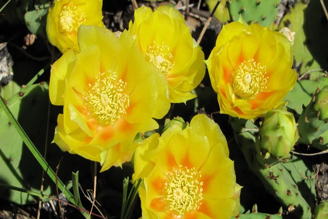 Are all opuntia fruits edible?, Dual Edibility