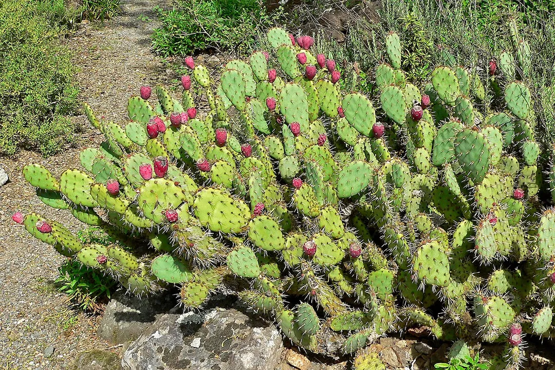 Are all opuntia fruits edible?, Glochids Danger