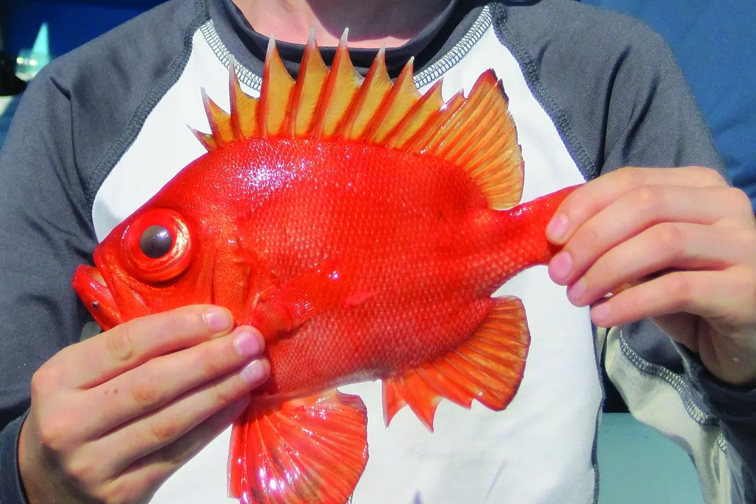 Are bigeye fish good to eat?