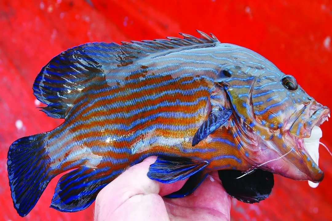 Are bigeye fish good to eat?, Two Bigeyes