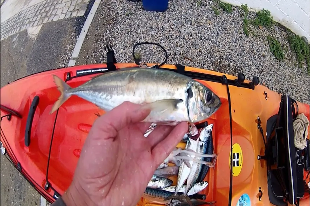 Are horse mackerels good to eat?, Fish Identity