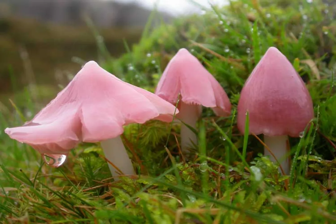 Are Hygrocybe edible?, Edibility Conflict
