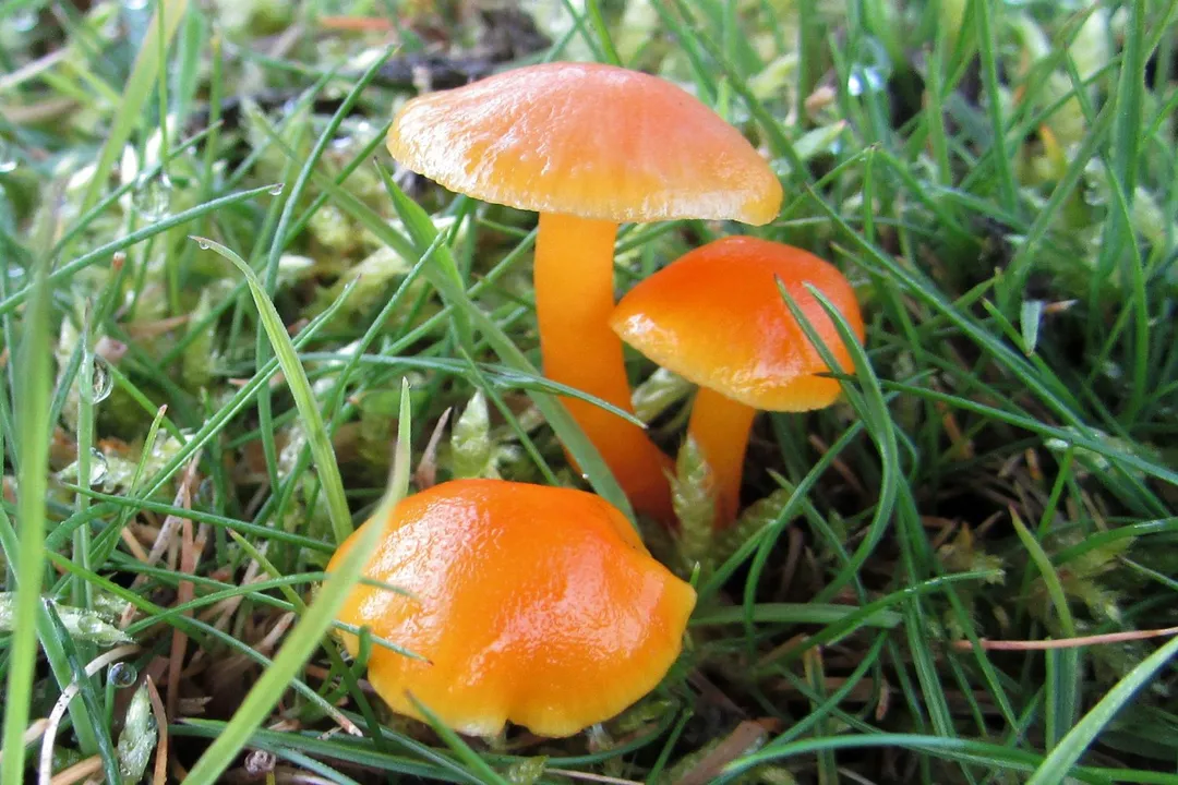Are Hygrocybe edible?, Scarlet Examination