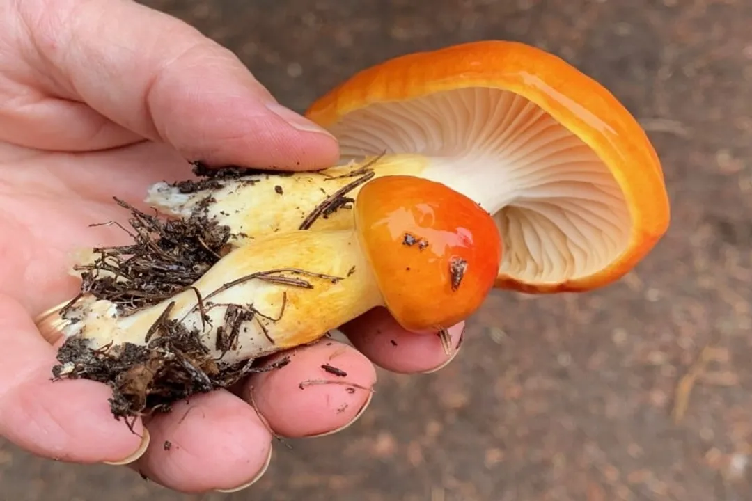 Are Hygrocybe edible?, Waxy Gills