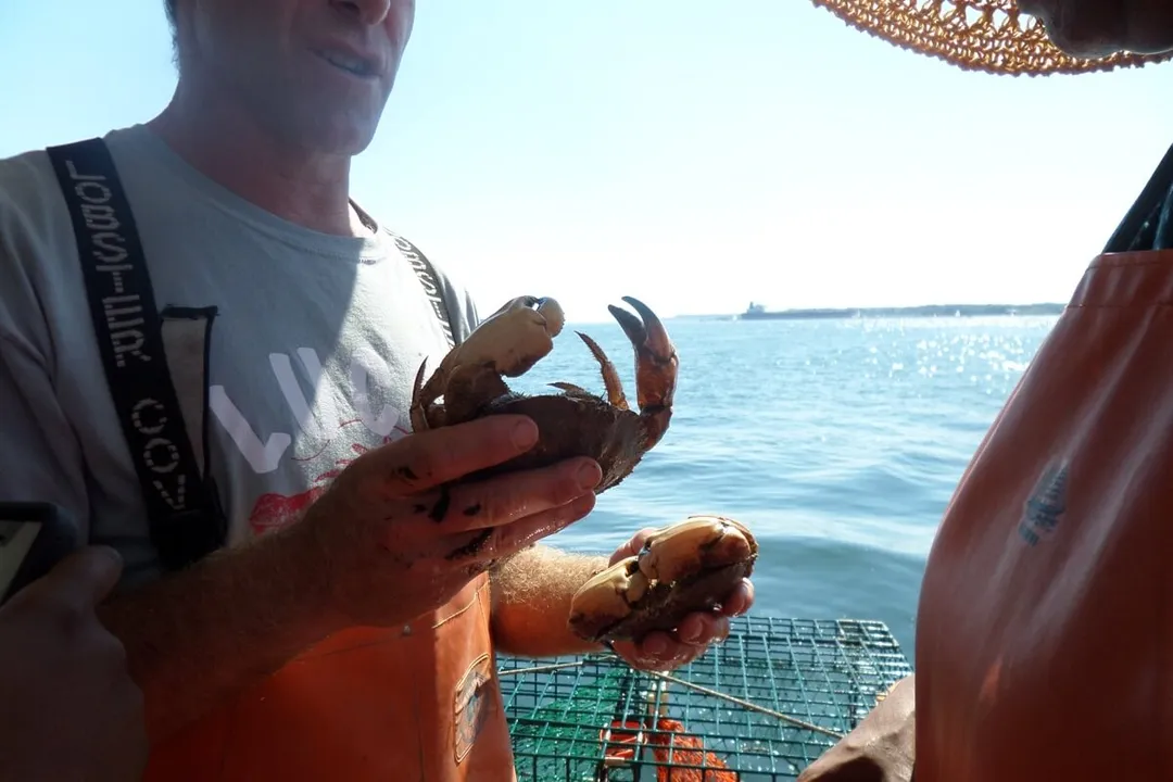 Are Jonah crabs good to eat?