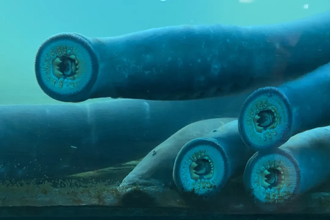 Are lampreys delicious?