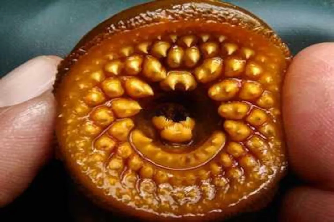 Are lampreys good eating?, Historical Appetite