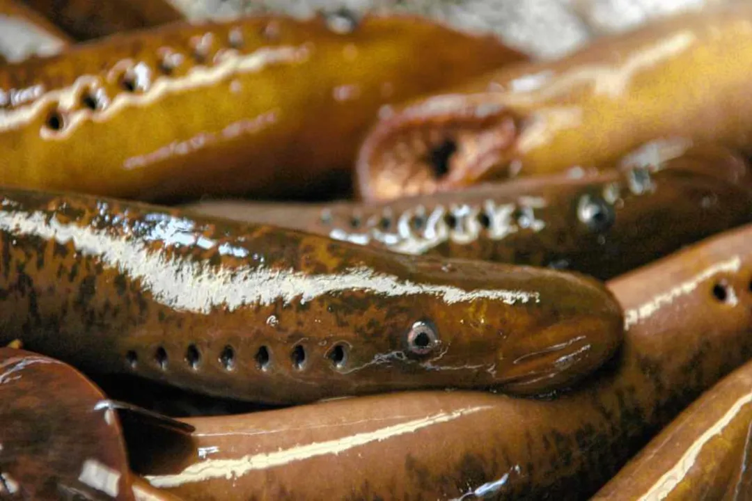 Are lampreys good eating?, Preparation Methods