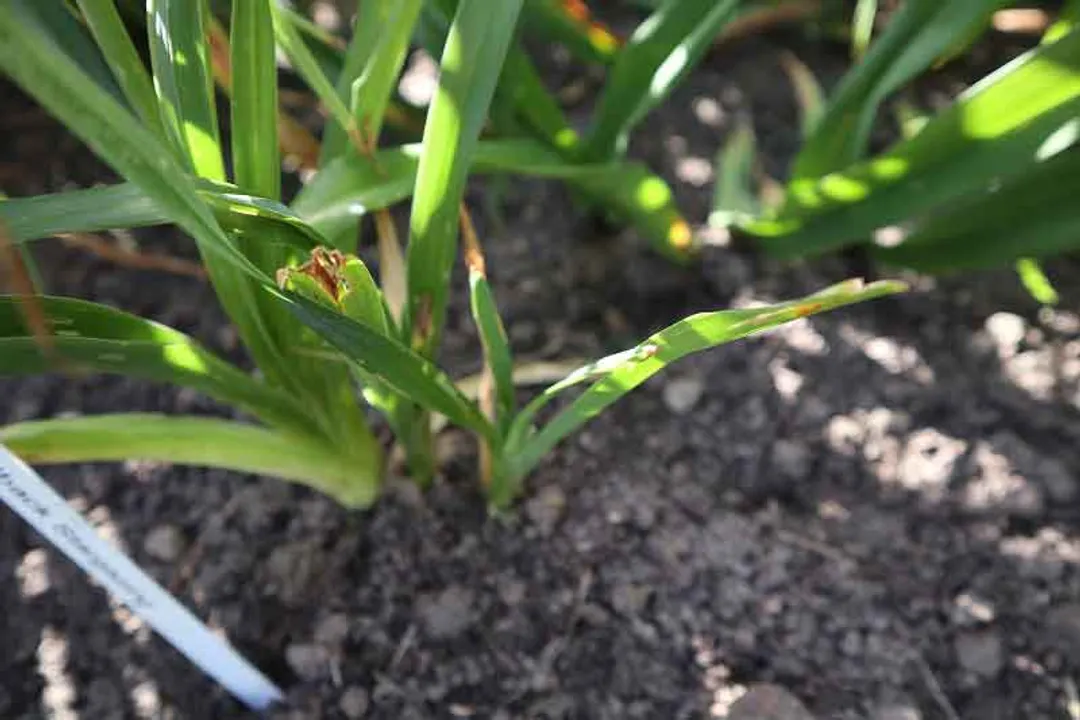 Are lily buds edible?, True Lily Dangers