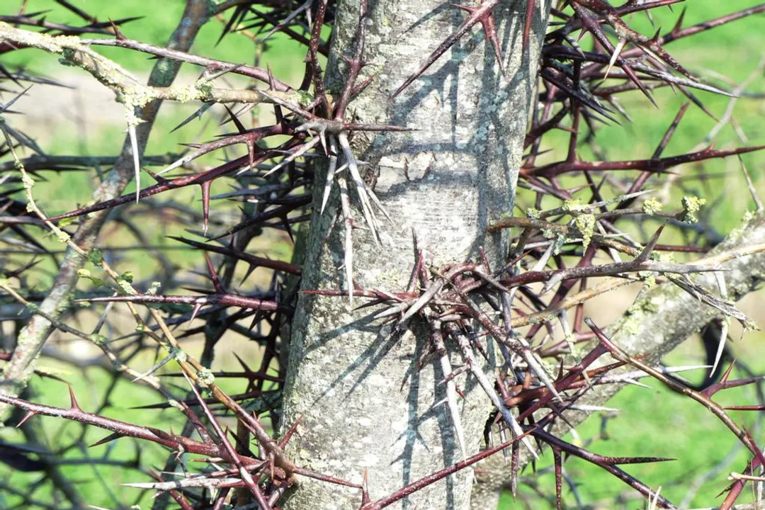 Are locust fruit edible?, Honey Pods