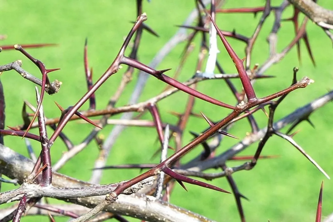 Are locust tree fruit edible?