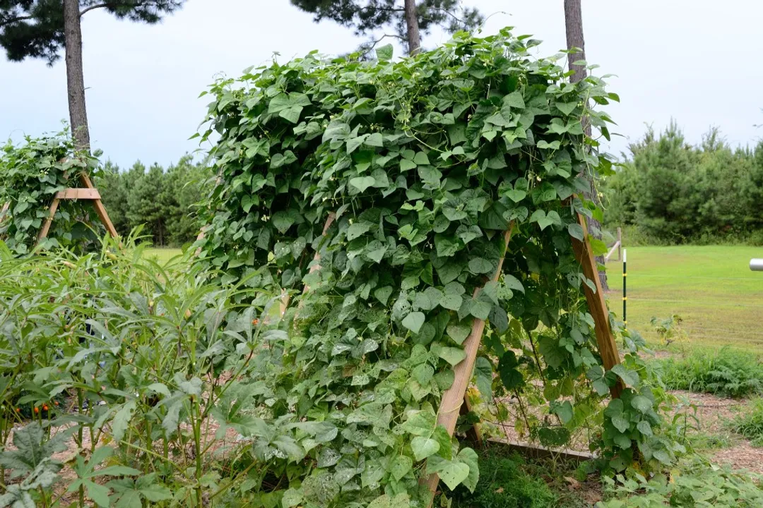 Are pole beans and green beans the same thing?