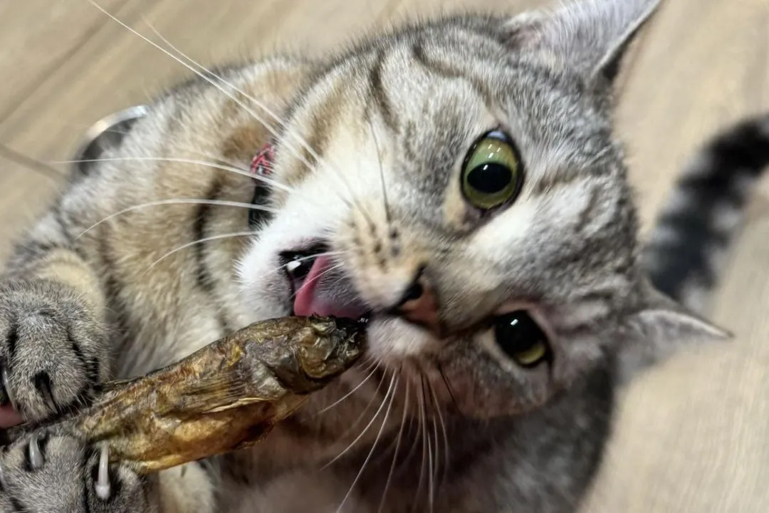 Can humans eat goby fish?