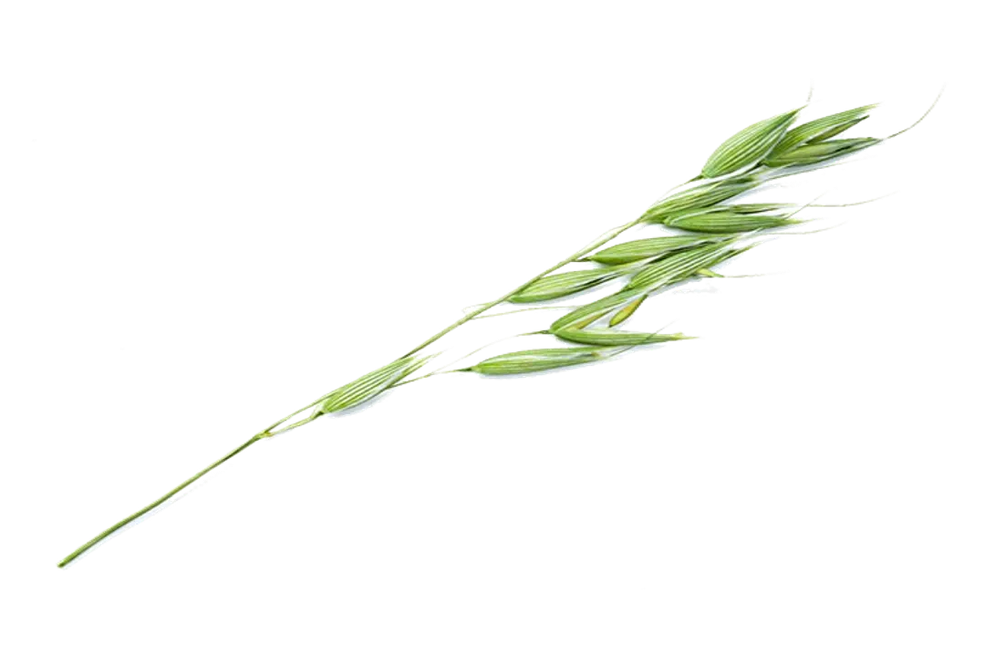 Can humans eat oat grass?, Young Plant