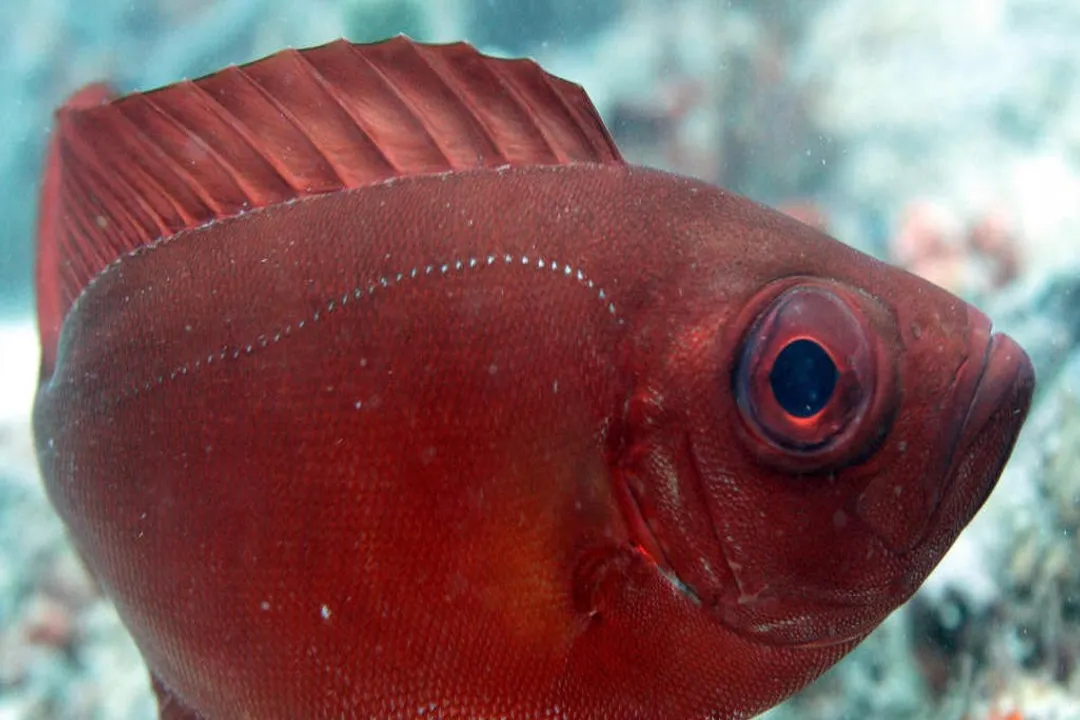 Can you eat big eye fish?, Tuna Profile