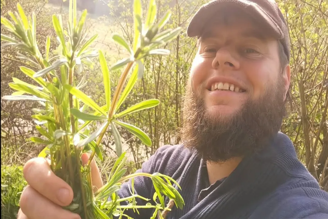 Can you eat goosegrass?, Plant Details