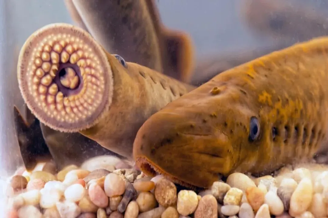 Can you eat lamprey from the Great Lakes?, The Invader