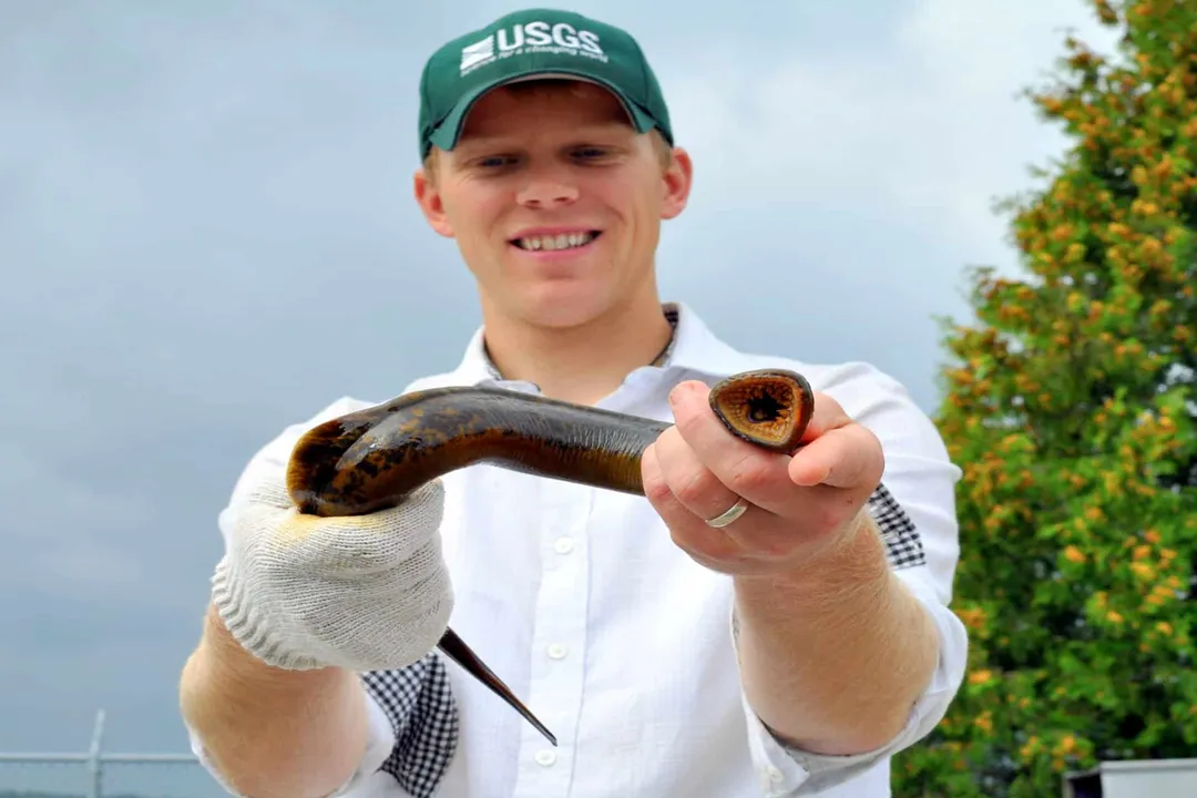 Can you eat lamprey from the Great Lakes?, Culinary Context