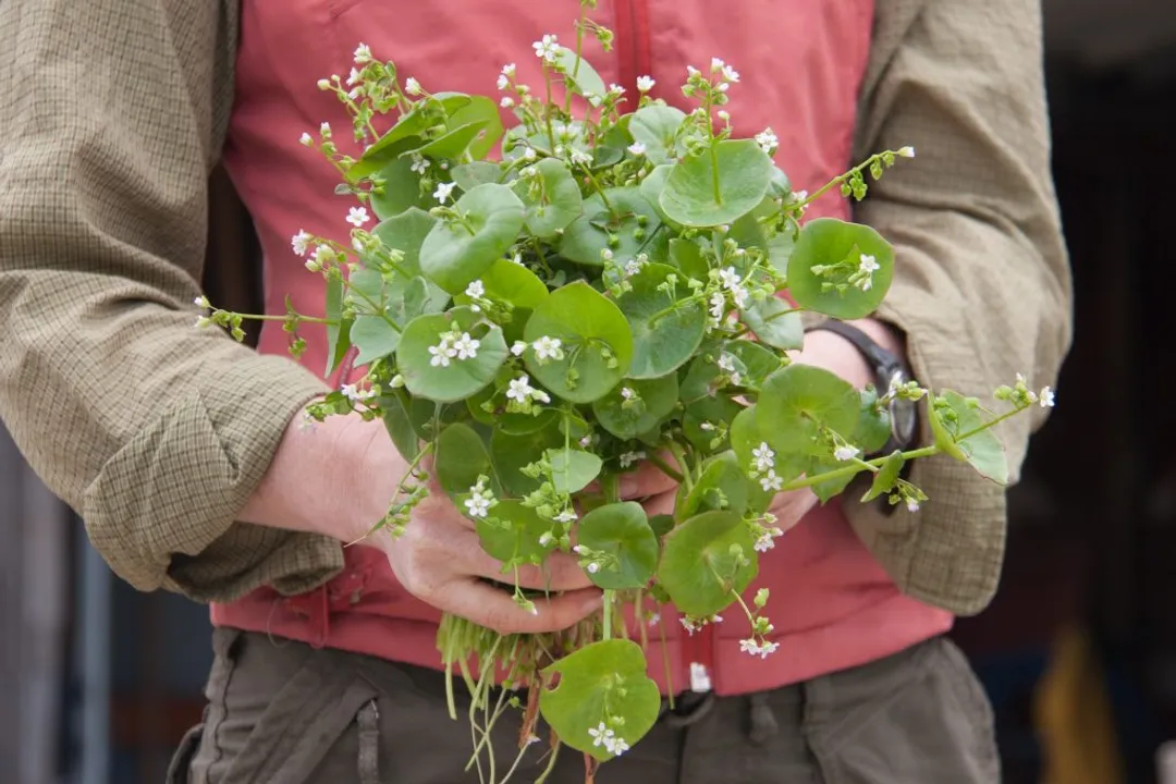 In which environment does Miner's Lettuce typically thrive?