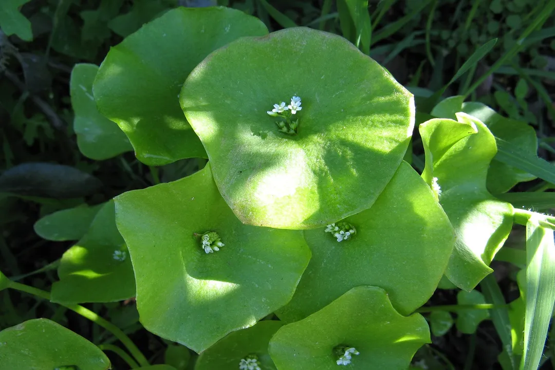 Can you eat lettuce with leaf miners?, Miner's Greens
