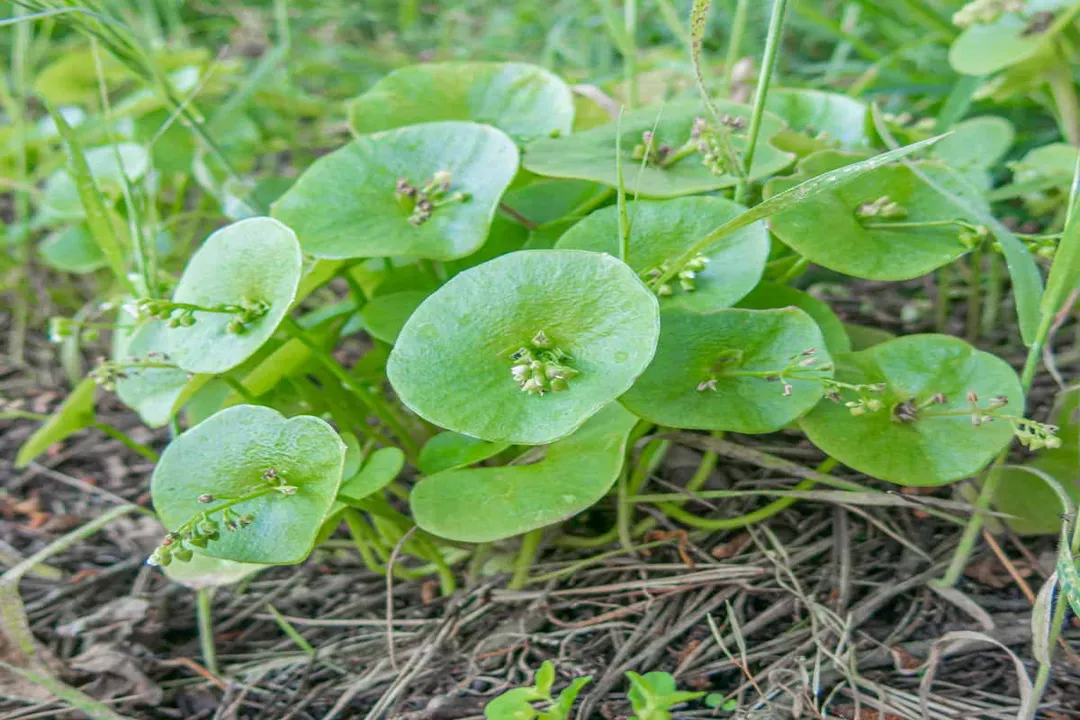 Can you eat lettuce with leaf miners?, Pest Tunnels