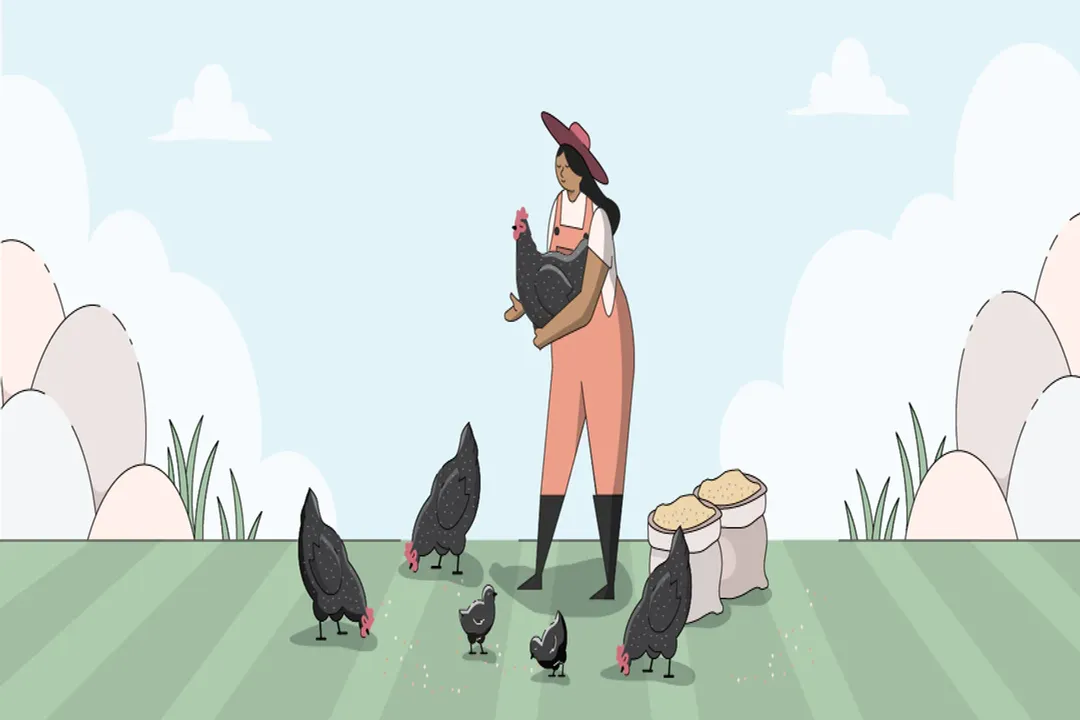 Can you eat Plymouth Rock chickens?